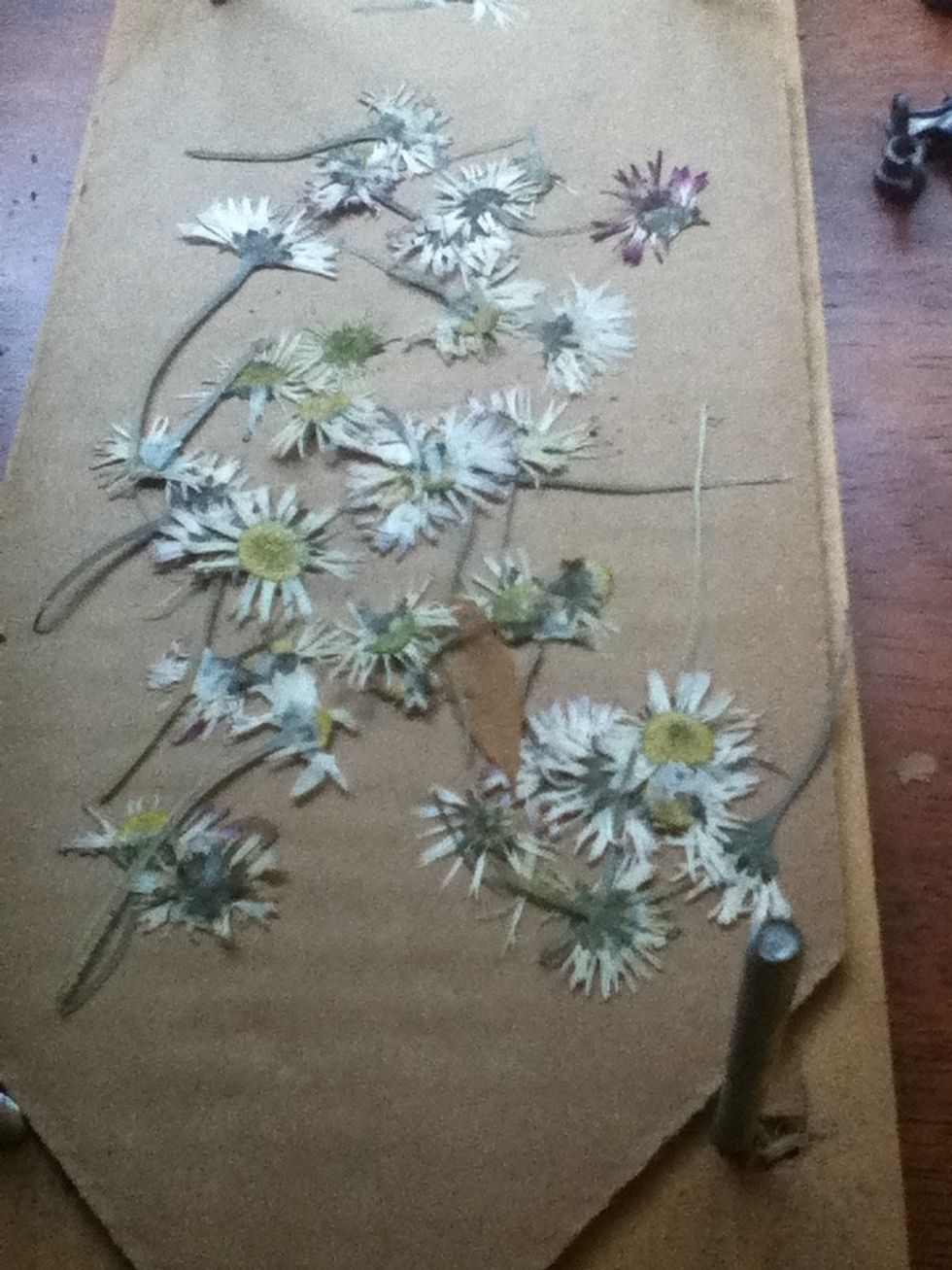 Once you have chosen your pre-pressed flowers, separate them and choose which ones you like.