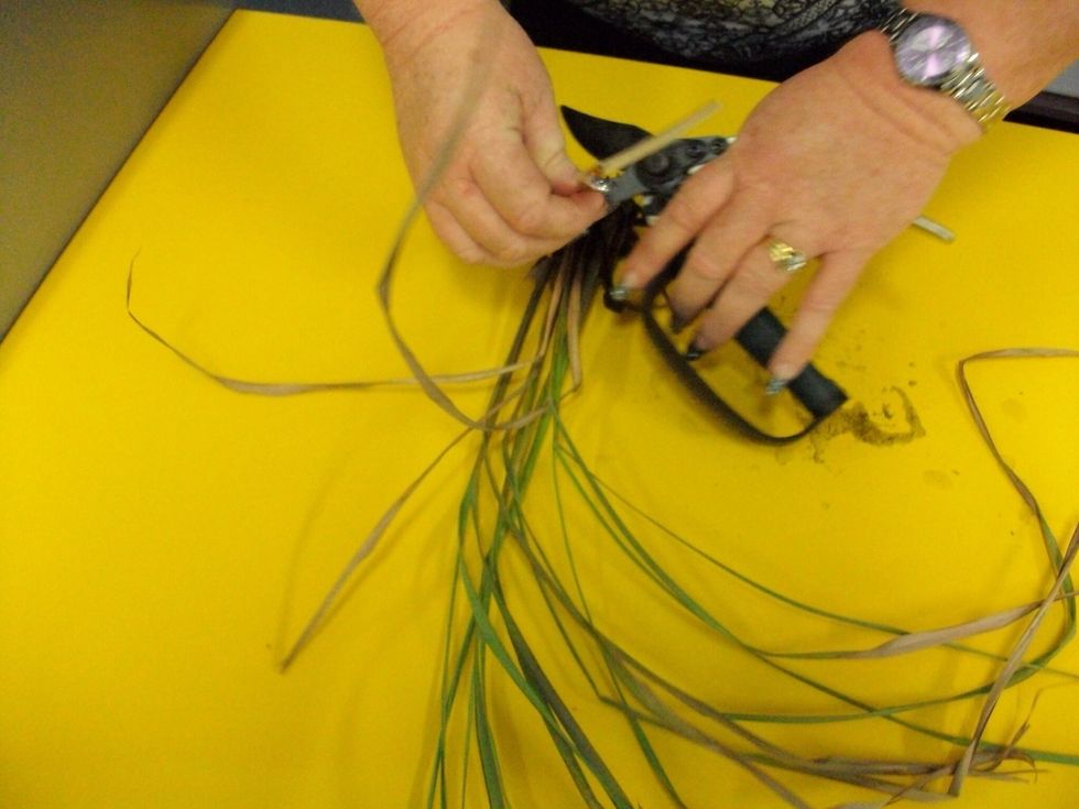 Once you have divided them equally you will chop off any un-needed or dead grass