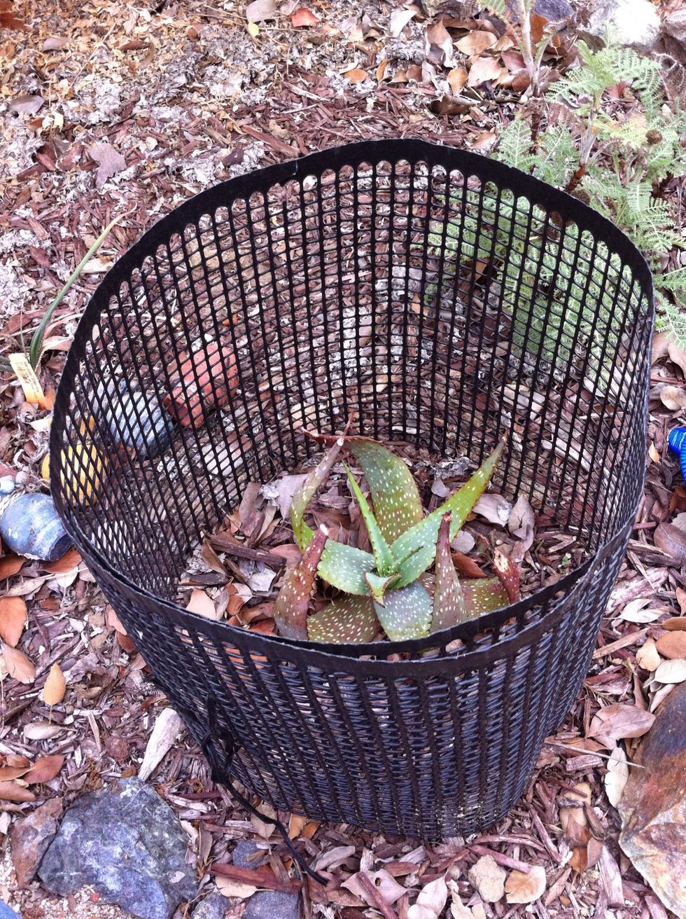 Once you have the cloth overlapped, it's time to secure the "cage".