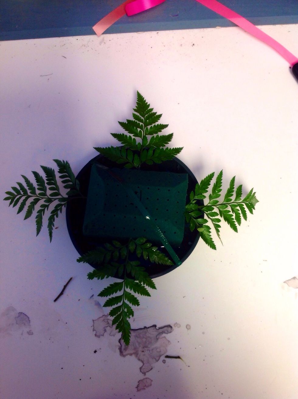 Once you have wiped off the stems of the leather leaf, you must choose six pieces of about the same length and size. Next you take four of these pieces and stick them in all four sides of the oasis.