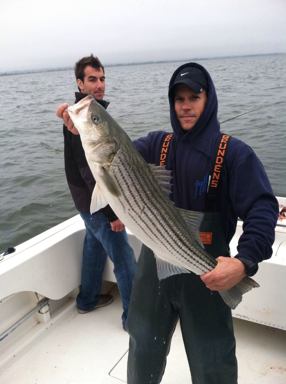 Once you've caught a striper or stripers, PLEASE only keep what you will eat. Release everything else. Filet the fish immediately and use as quickly as possible. Cut the striper into bite size chunks