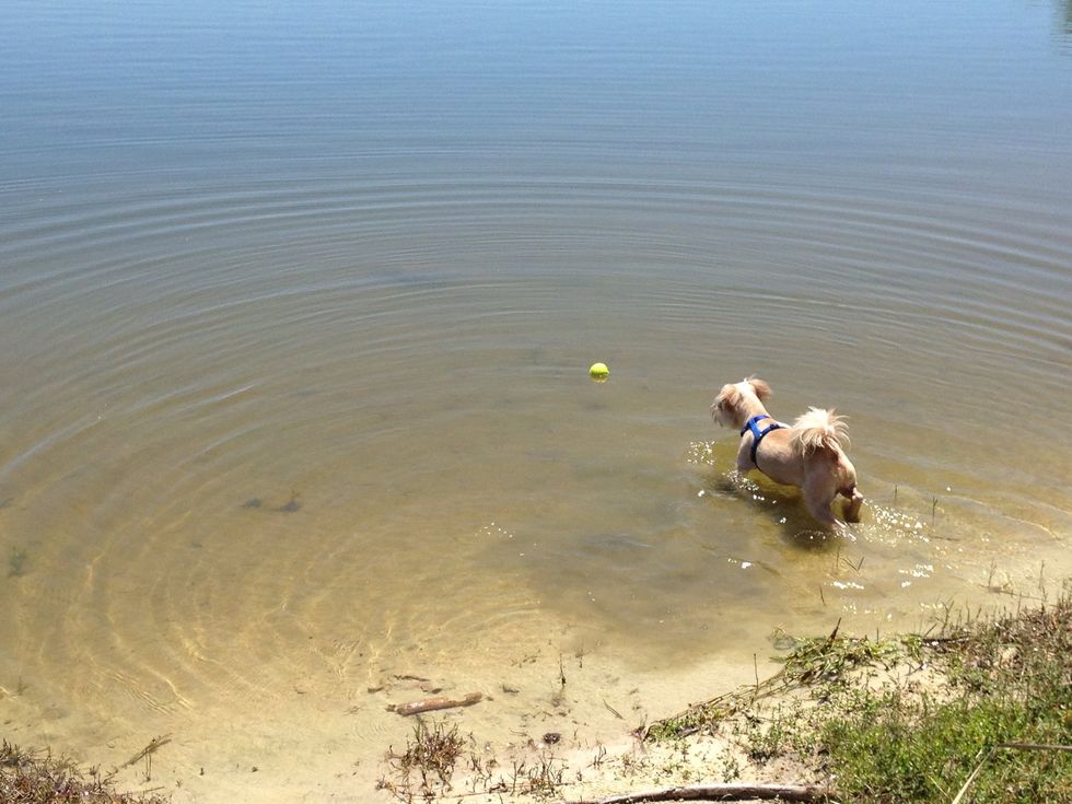 Once your dog gets in the water, chances are it will be intrigued. Keep throwing the toy into shallow water to get your dog comfortable with the water.