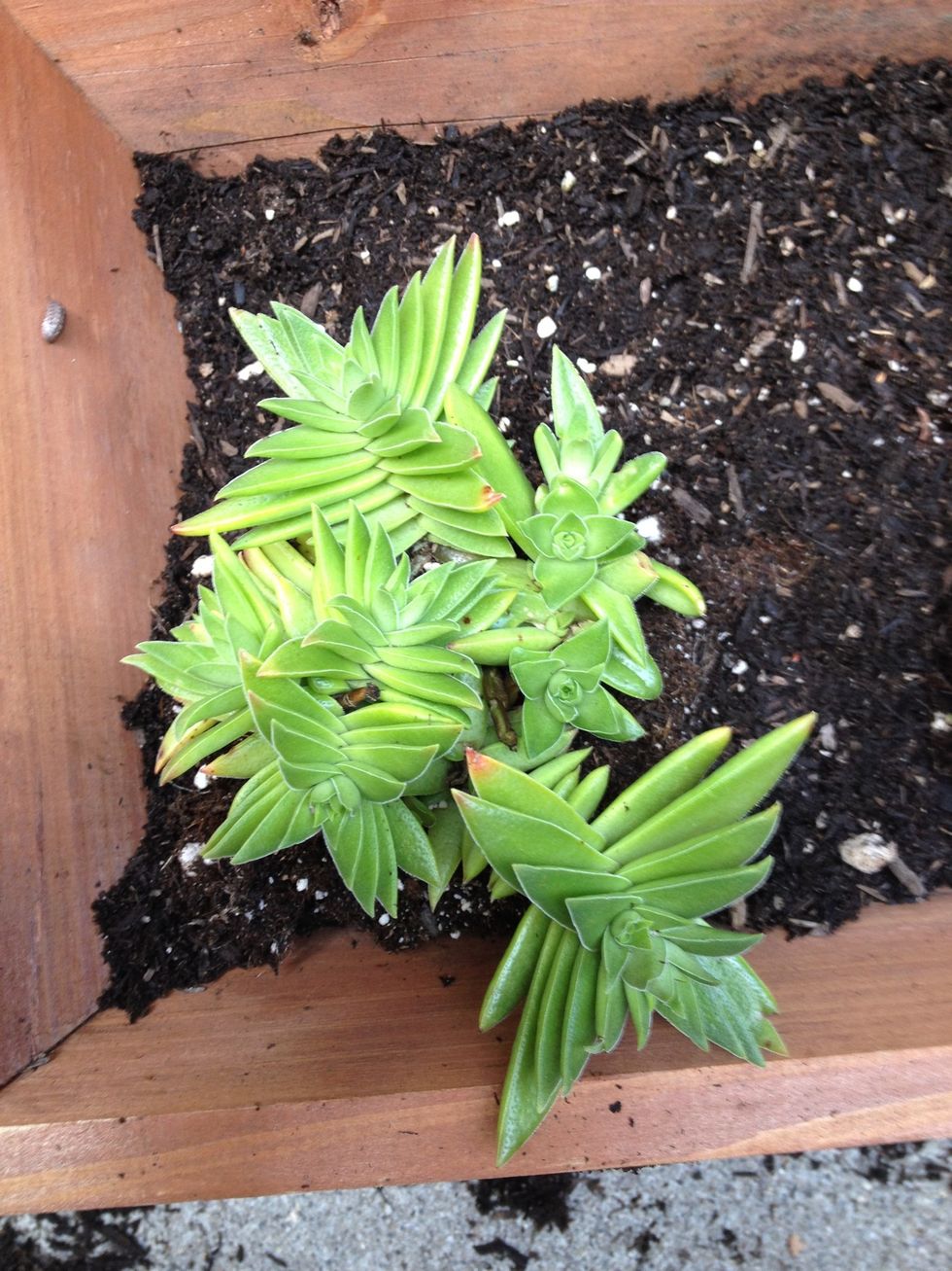 ...one by one... I love this little guy! So unique!