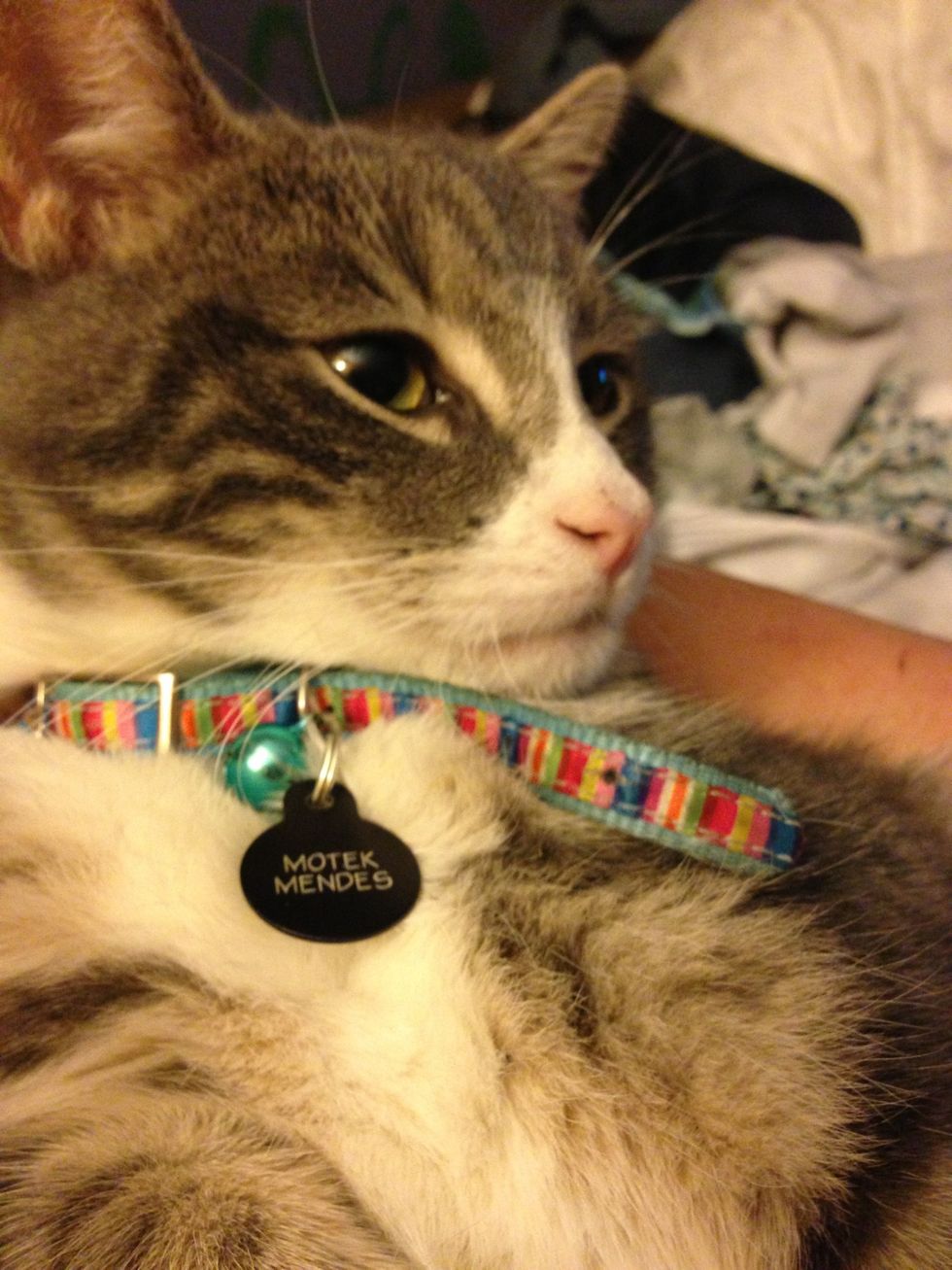 One last kitty break and laundry session...