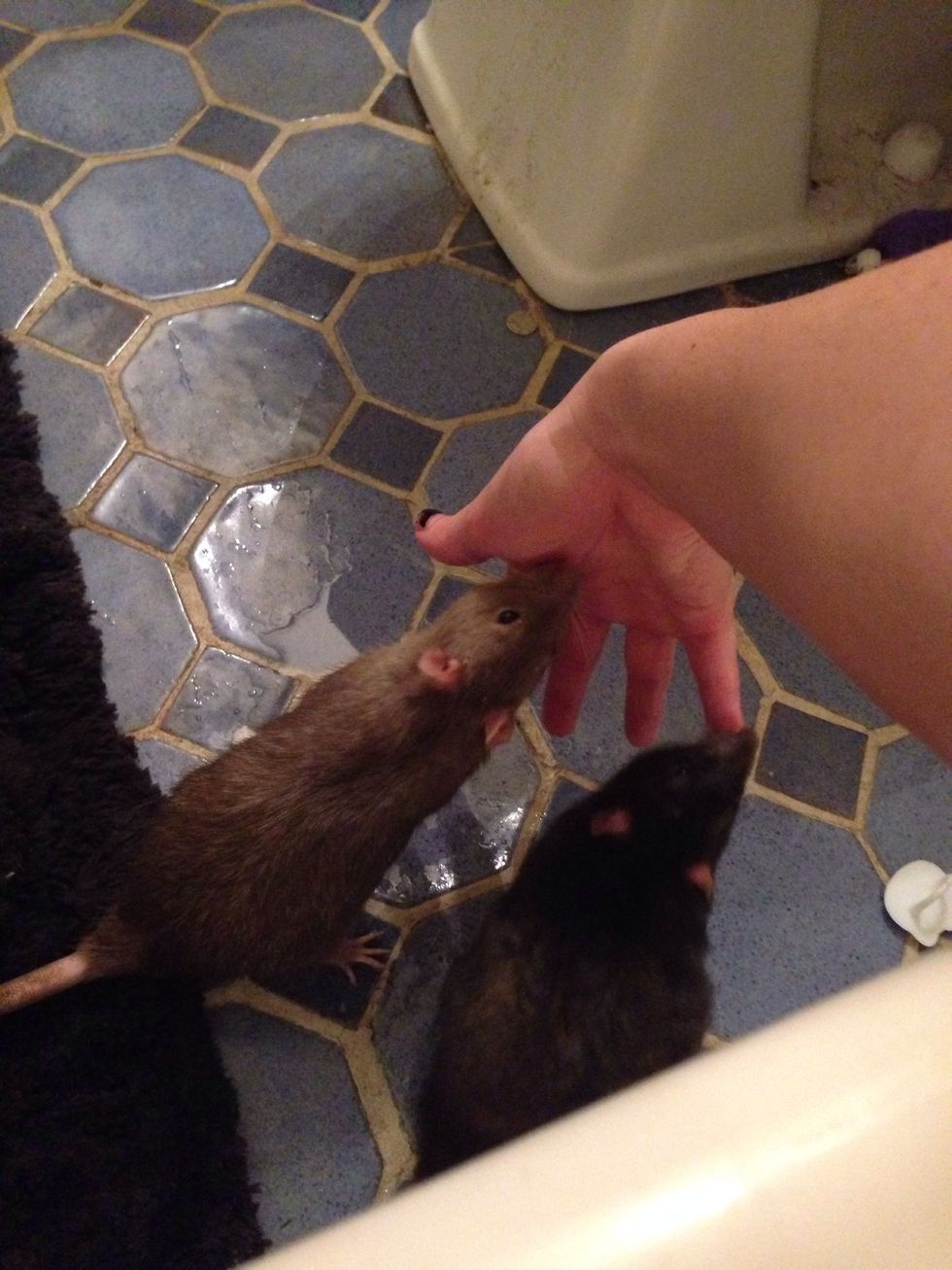 One last thing, I'd recommend getting TWO rats from the same litter. They live longer and are MUCH happier with a friend. They need company for when you aren't around!