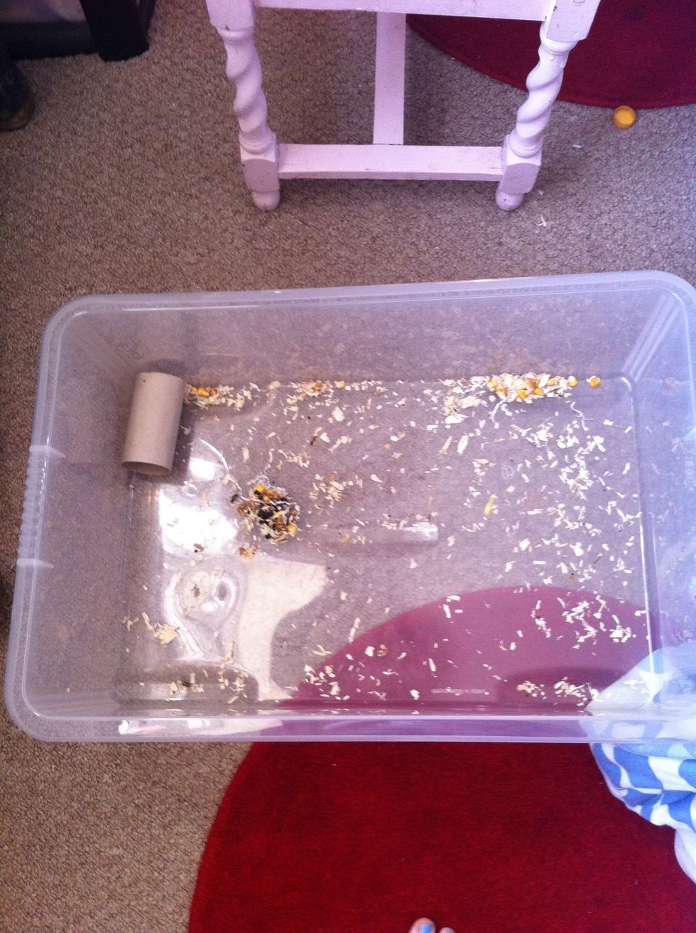 One method is to put them in a tub. Begin introducing your hand, stroke them and feed them. Eventually try picking them up by cupping them into your hands. They can jump so hold them over the box.