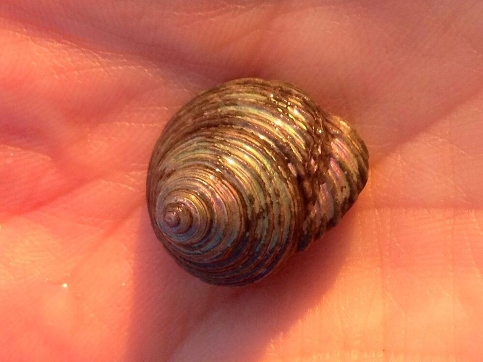 One of my favorites because it's iridescent!