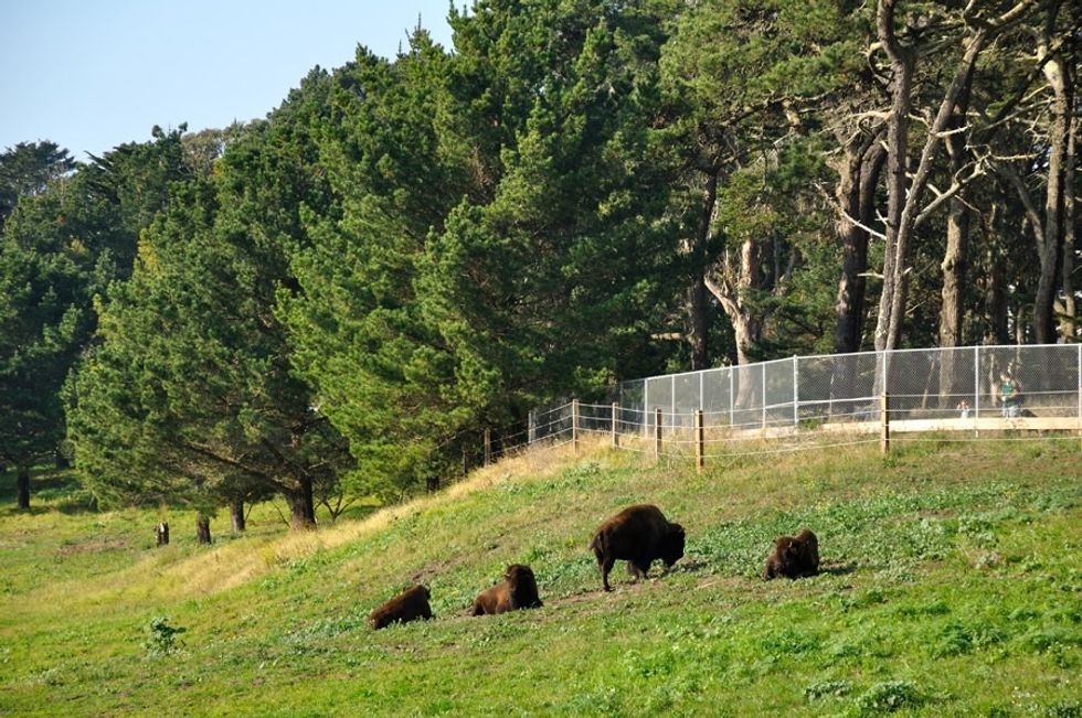 One of our long time favorites is visiting the buffalo paddock on John F. Kennedy Dr., next to Spreckels Lake. There are also plenty of wonderful playgrounds for the kids throughout the park.