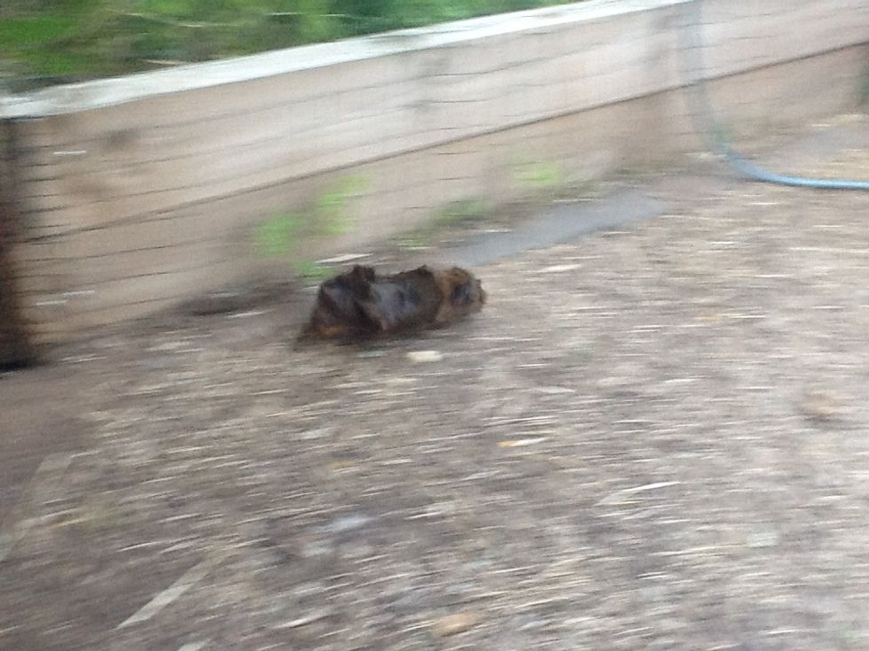 One of our three gueinepigs, tufty royal, we call her that because she us covered in crowns :)