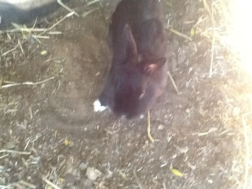 One of our two rabbits connie, he is 13 years old!