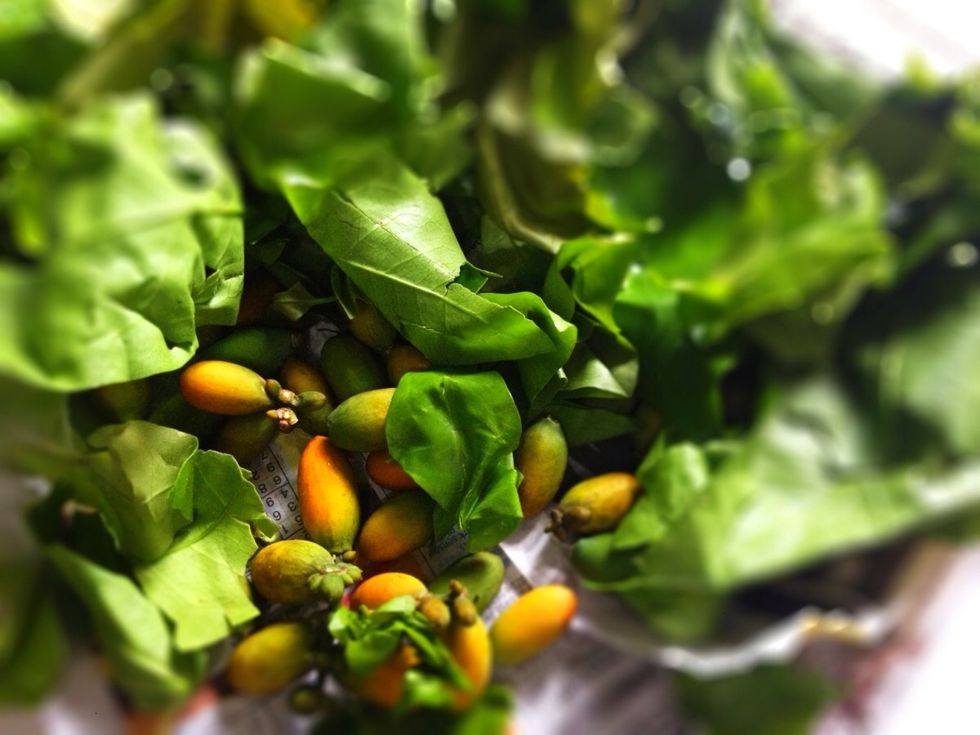 One of the primal veggies for our sayur asam: Melinjo fruit and leaves. In Latin, it is called 'gnetum gnemon'. Common name incl: bago (tagalog, malay), phakmiang (Thai). Sometimes called paddy oats