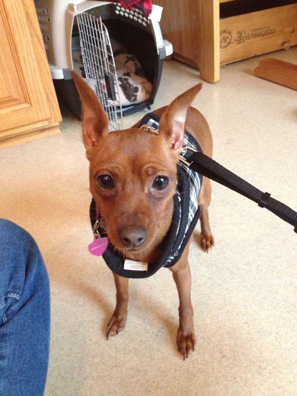 One pup ready to go... Right, Samantha?