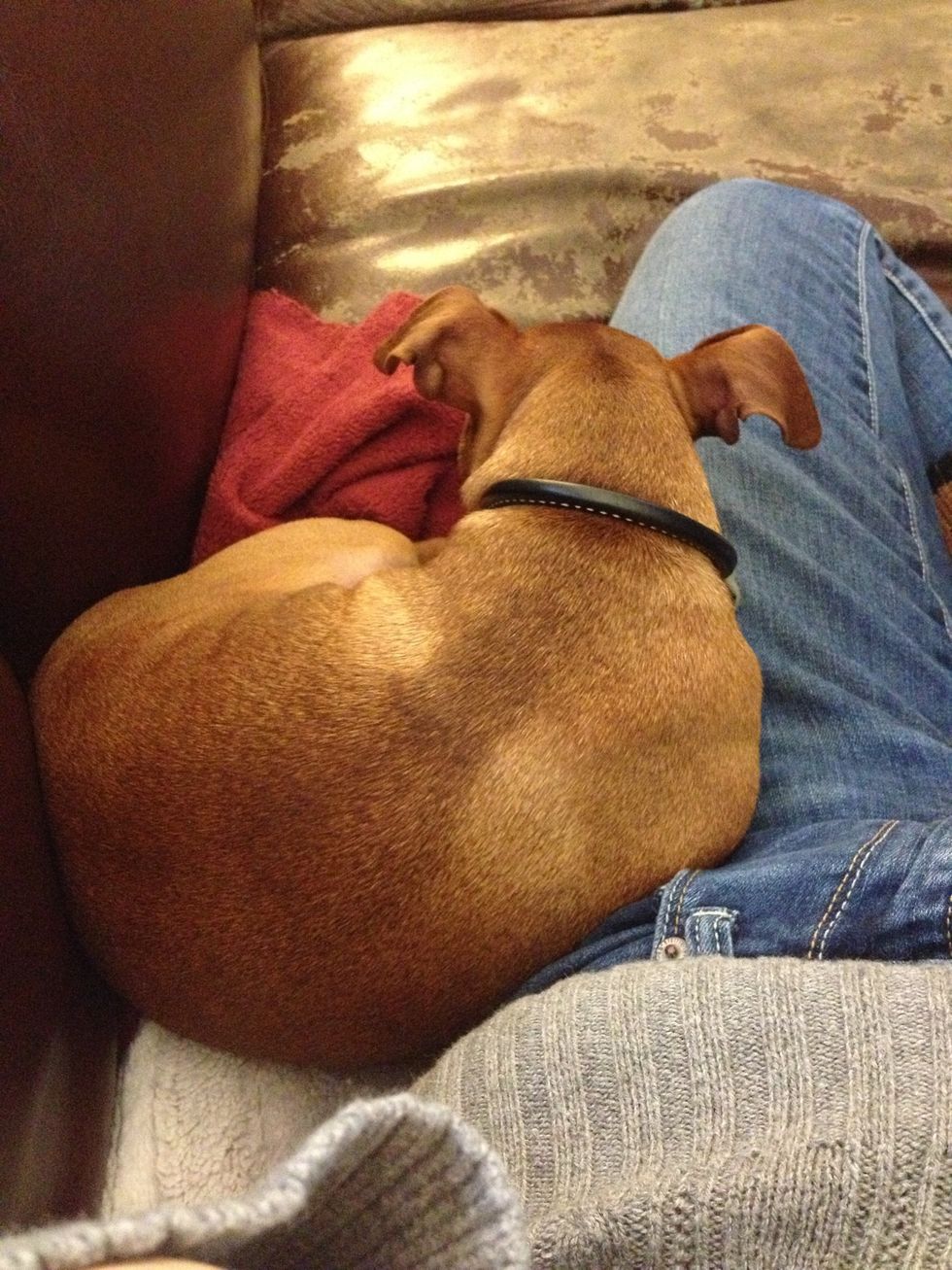 One tuckered out dog....