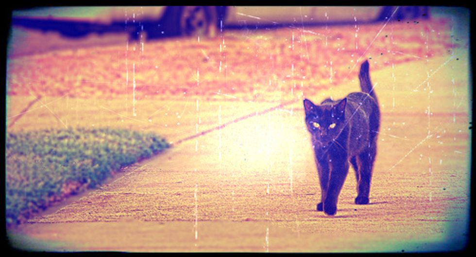 Oops, wait a minute. Just one more thing Uncle Fred taught me. When you do this trick, never ever think about a black cat. They bring bad luck. If you think of a black cat, the magic won\u2019t happen.