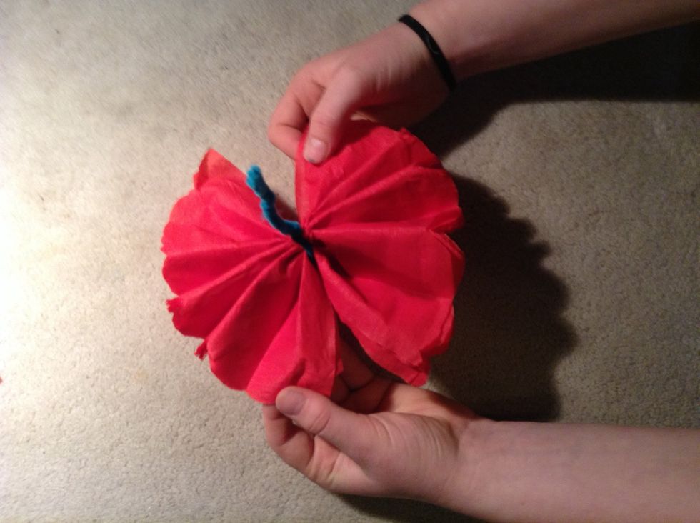Open the folds gently to create a bow tie like shape.