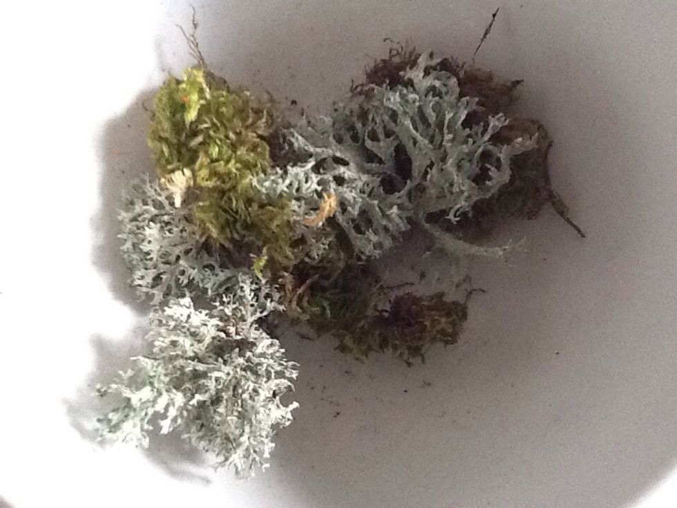 Optiona: Grab your moss to decorate your chair.