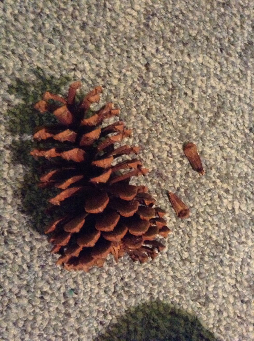 OPTIONAL: for the roof, pull pieces off of the pinecone.
