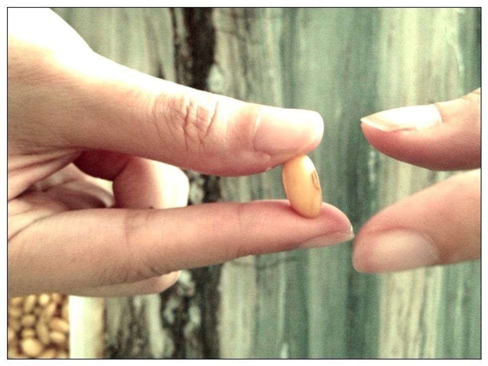 Optional : Remove the outer layer of the beans manually by hands, using the techniques shown above