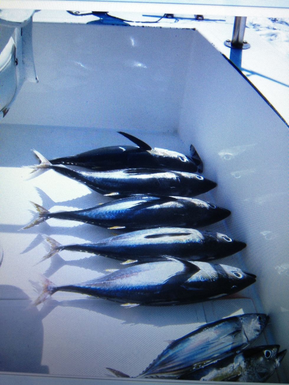 Or catch several if you like! (Filet, freeze, and bring them home in your ice cooler) ...