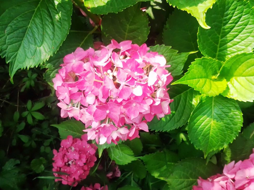 Ortensia