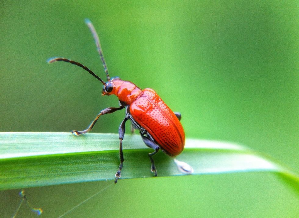 Others sample with beautiful red bug