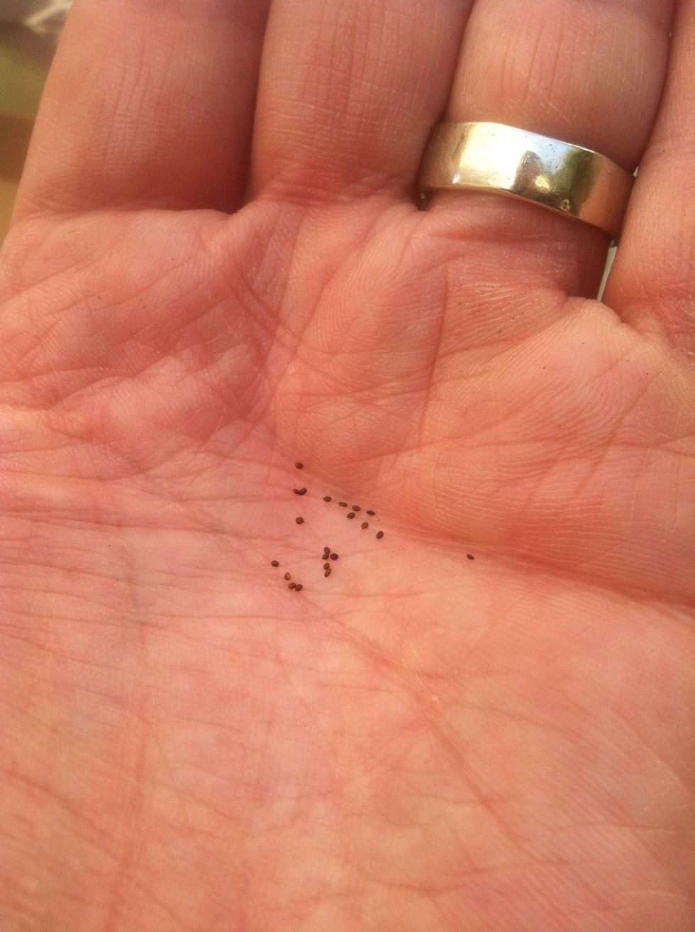 Otherwise just look at them.  You'll want to plant them approximately as deep below the surface as the seeds are big.