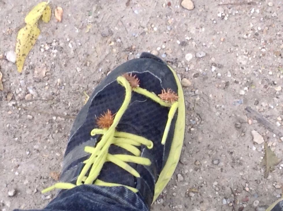 Ouch look out for these burrs you may be surprised but these are seeds