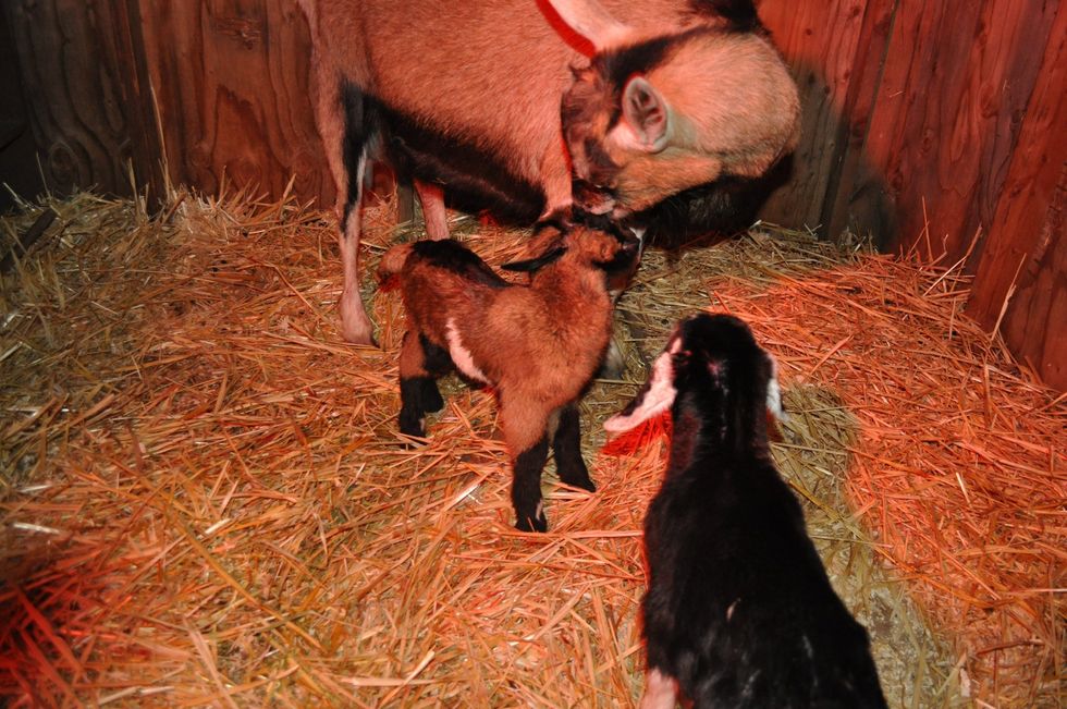 Our alpine Dollar and her doelings, Furby & UNO. They where born Sunday Feb 24