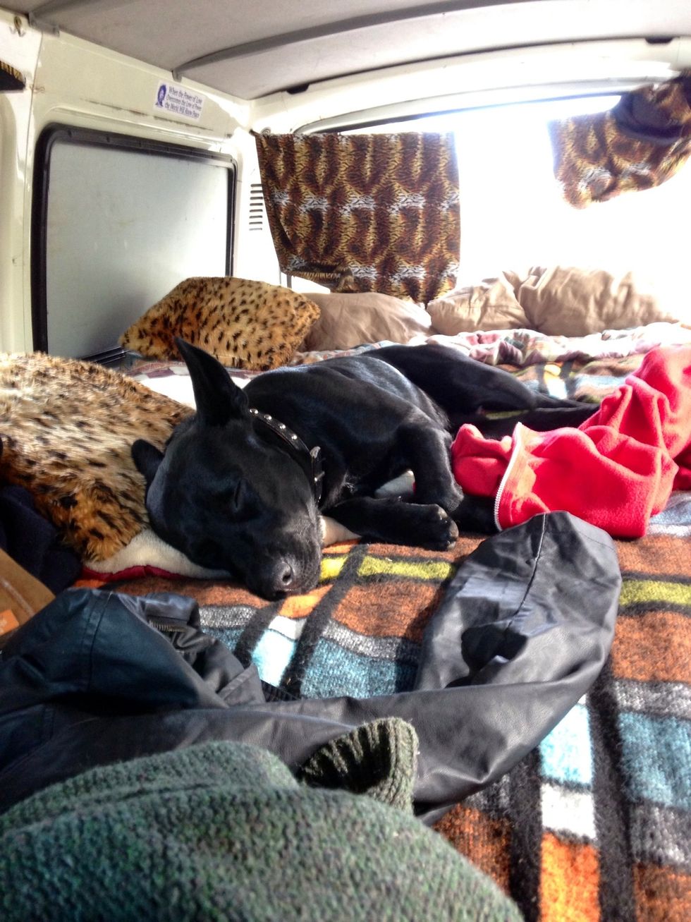 Our beautiful pup traveling with us on our road trip <3.. VEGAN VERSION: You can convert this to vegan by leaving out the cheese and sour cream, YUM!!