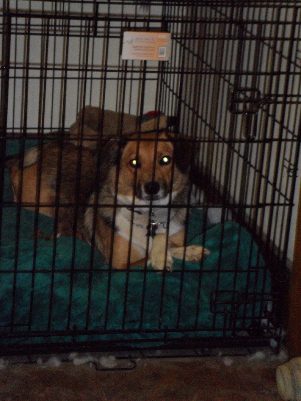 Our goal is for her to be totally comfortable and happy in the crate. Try to keep the excitement level down around them while they are in the crate at first