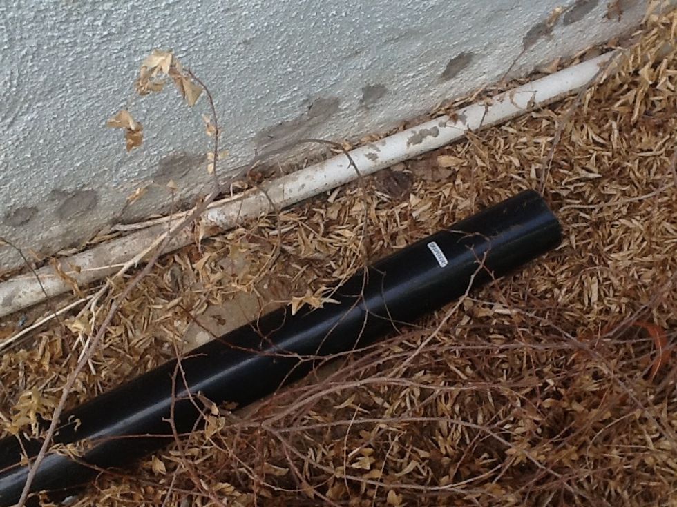 Our lizard lives in this tube, he is hard to get pictures of because he is shy.