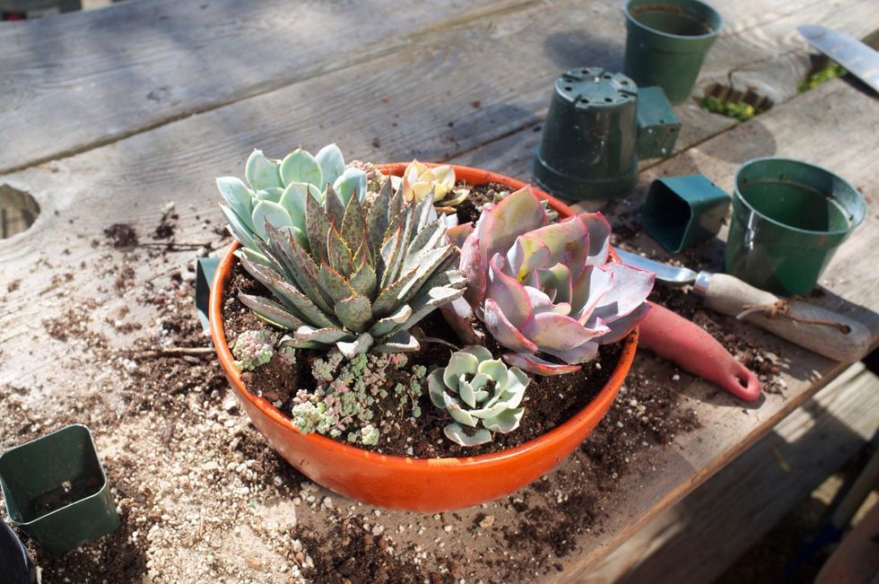 Pack the soil down completely so that the surface maintains a level appearance when a moderate amount of pressure is applied everywhere.