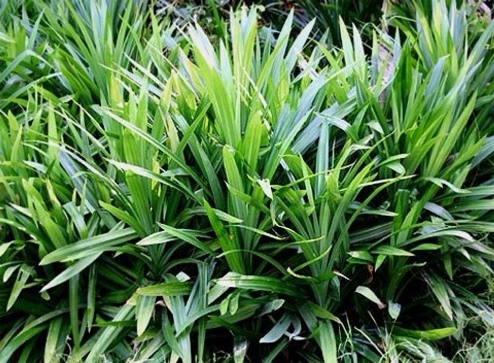 Pandan leaves can be purchased at Asian food stores; it may be bought fresh or frozen, & it comes in a ready-to-use paste. One bottle lasts a long time, as the paste is highly concentrated.