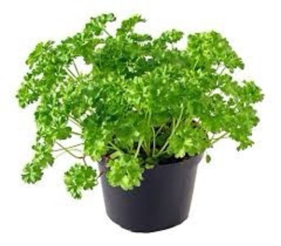 Parsley: This well known plant is food to many different animals and insects. Many different types of butterflies such as the Black and Yellow Swallowtails lay their eggs on this popular plant.
