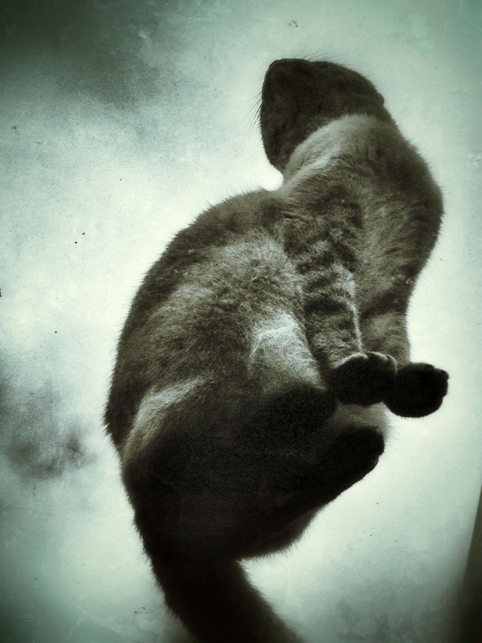 Pay attention to the way cats move, rest, sit, and stalk with their characteristic focus and lightness of step.