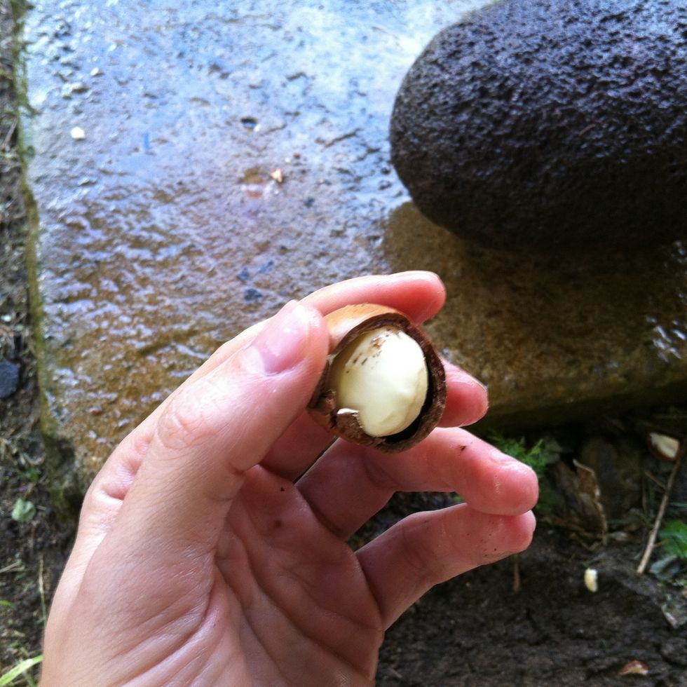 How to shell a macadamia nut B+C Guides