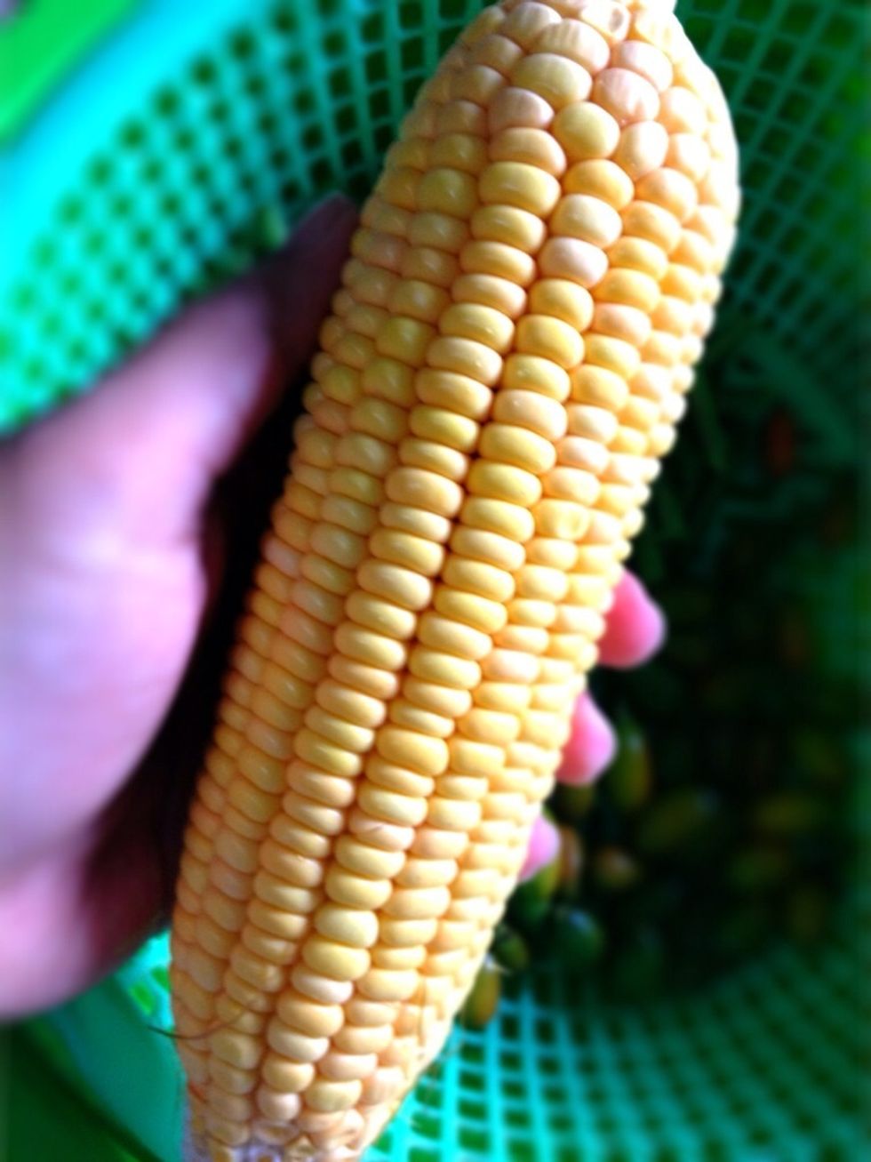 Peel, wash and cut ur corn into smaller size