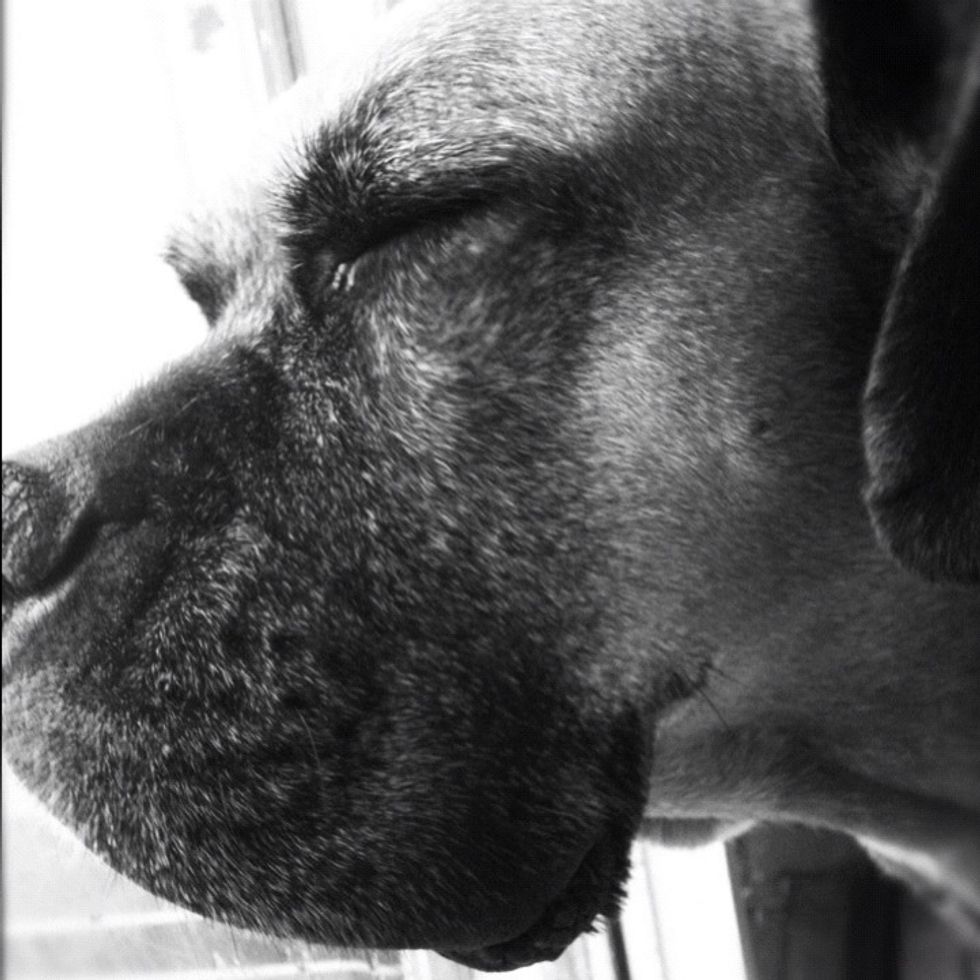 Penny approves :) I use this brand as she has a kidney condition and its all she can tolerate. Has bought 5 years of life and counting ! Other brands I've used for my other dog do not work the same :(