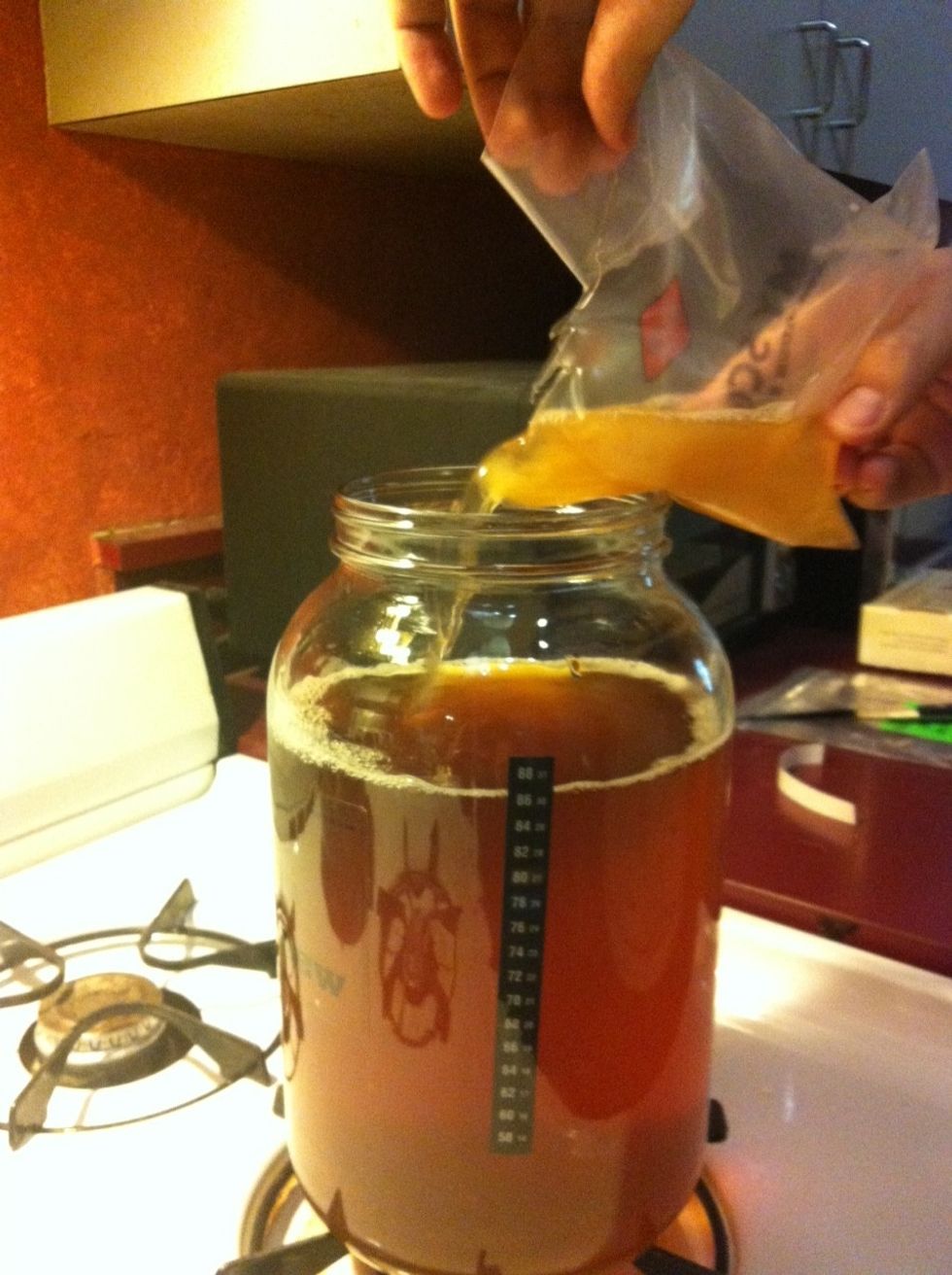 Perhaps the main draw of a kit, it comes with a ready-to-use SCOBY (Symbiotic Culture Of Bacteria and Yeast). The SCOBY is bagged in the fermented tea of a past brew; pour in both SCOBY and liquid.