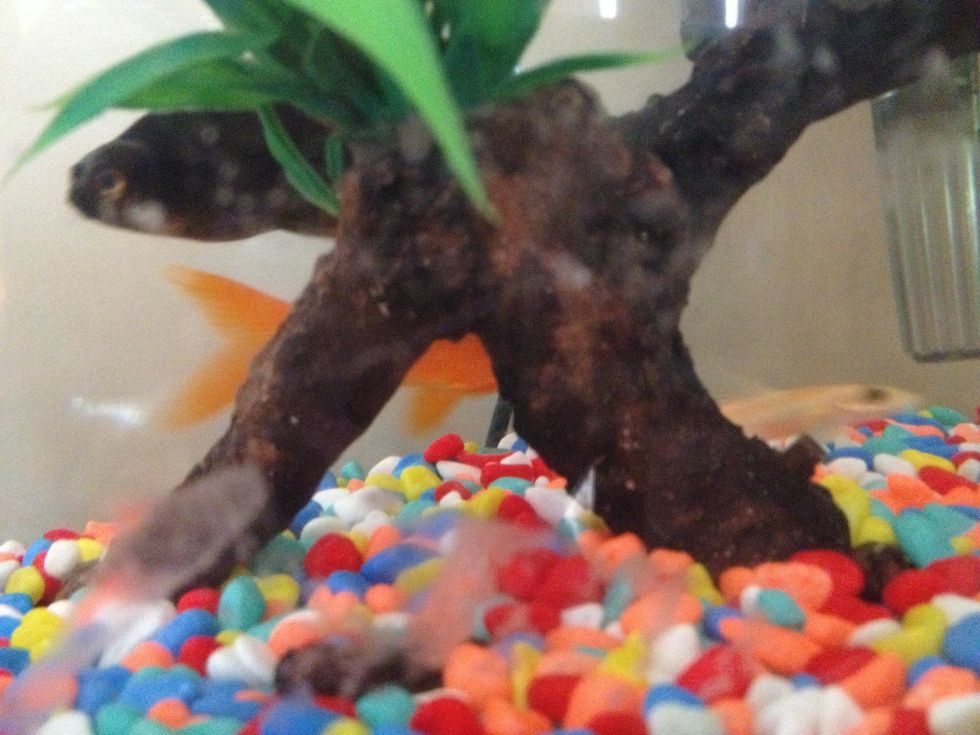 Pet #1. Fish, Fish like to be fed once every day and refill there tank water every week.\ud83d\udc20\ud83d\udc1f