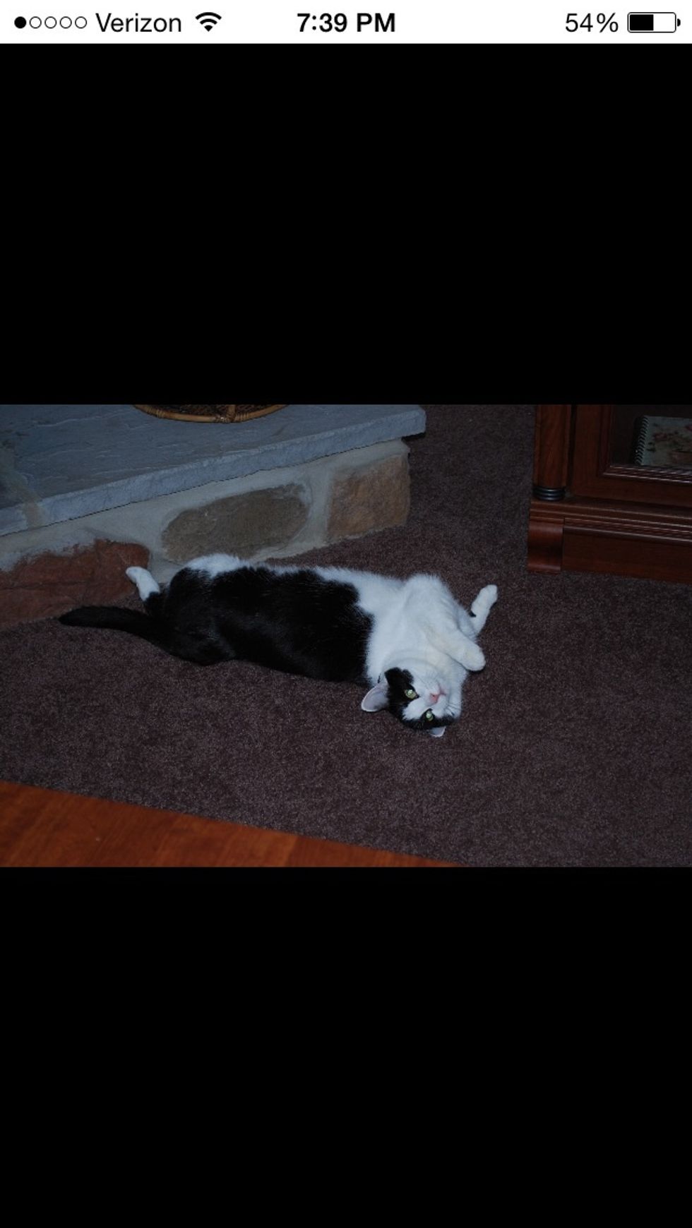 Pets can also make you laugh and make you happy