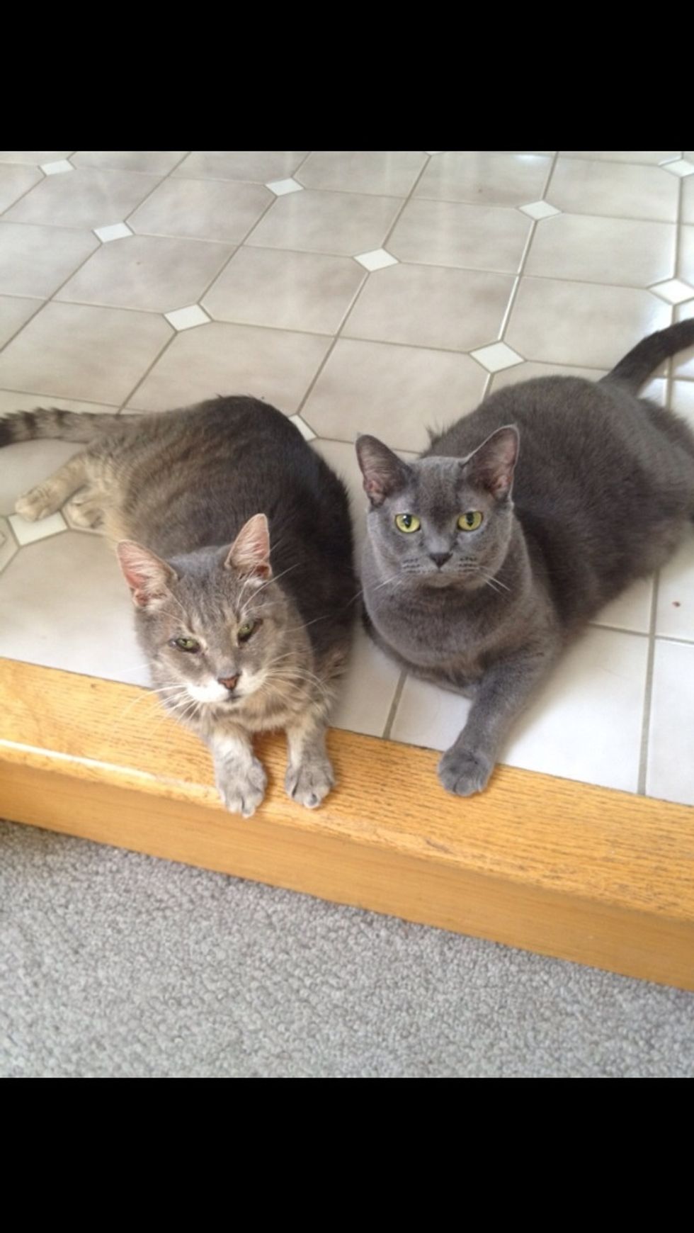 Pets teach you responsibility, you love and care for them and they help you. They make me feel better.