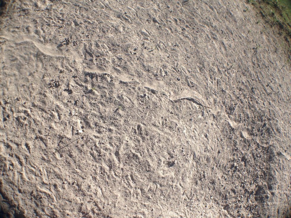 Photograph the ordinary. At first this might look like a photo of just dirt. But when you look closer you will see a path that a snake left in the dirt on the way to a pond. Simple. Unordinary.