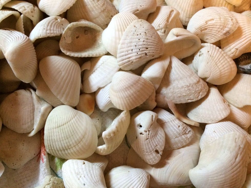 Pick a few shells.
