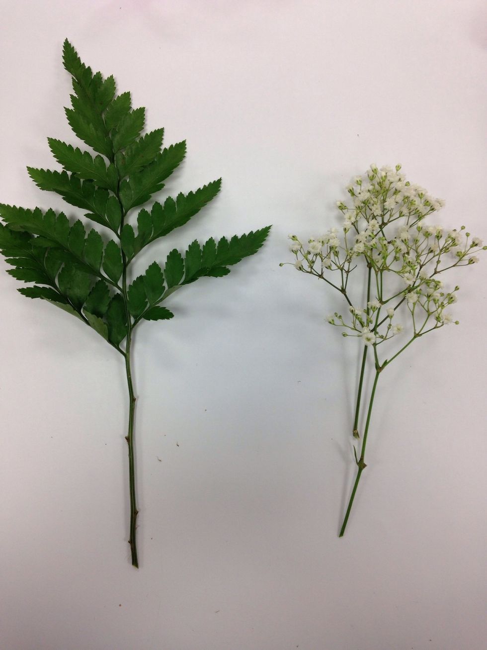 Pick a good piece of bakers fern and baby's breath.