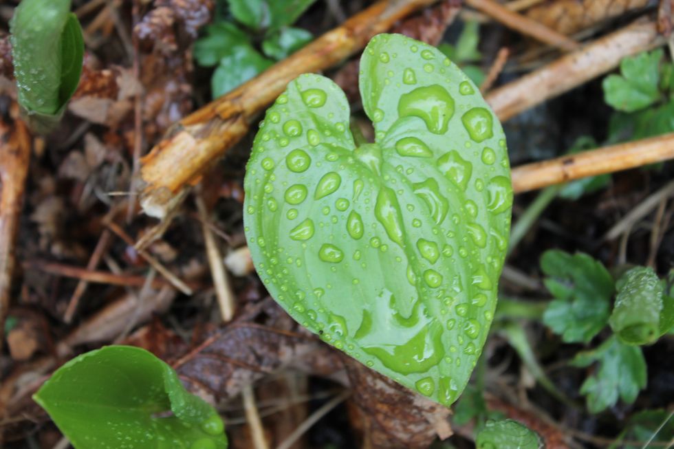 Pick a handful of deer heart greens, just the amount you are ready to use. Choose younger greens, they are the most flavorful without any bitter taste.
