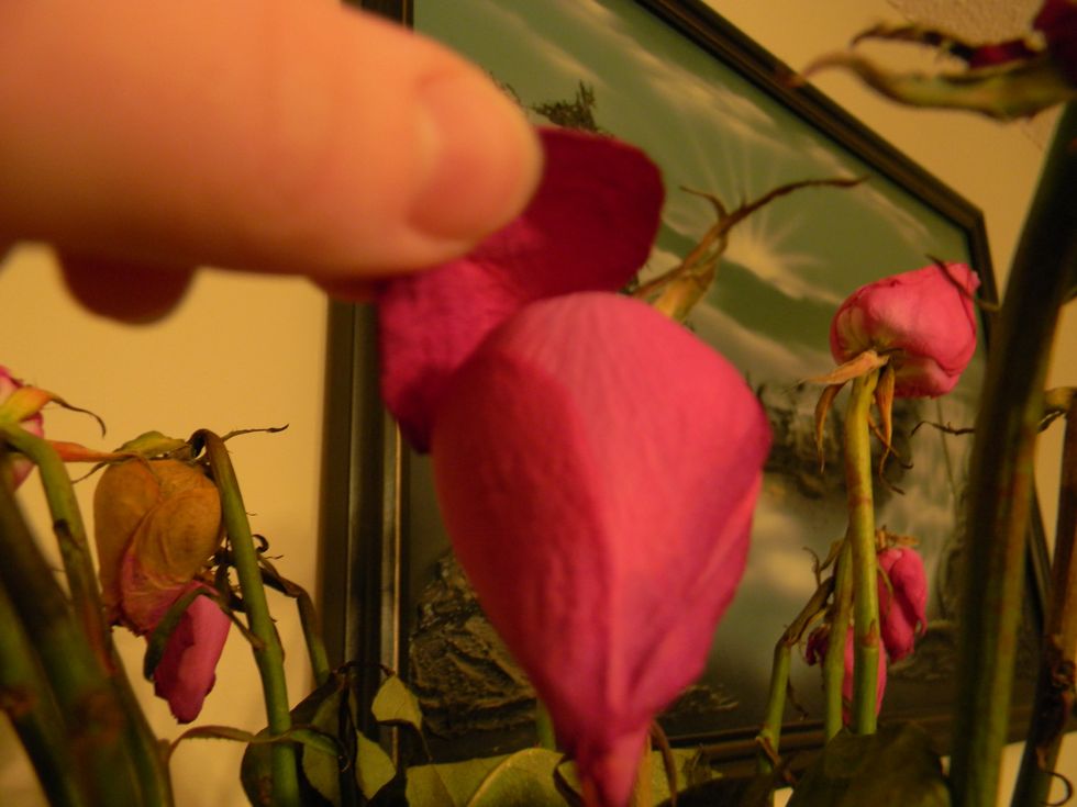 Pick each petal off the bud starting with the wilted outer ones. It's best to pick them when they already start to dry otherwise they might curl up later on. Leave the good ones hanging a day longer.