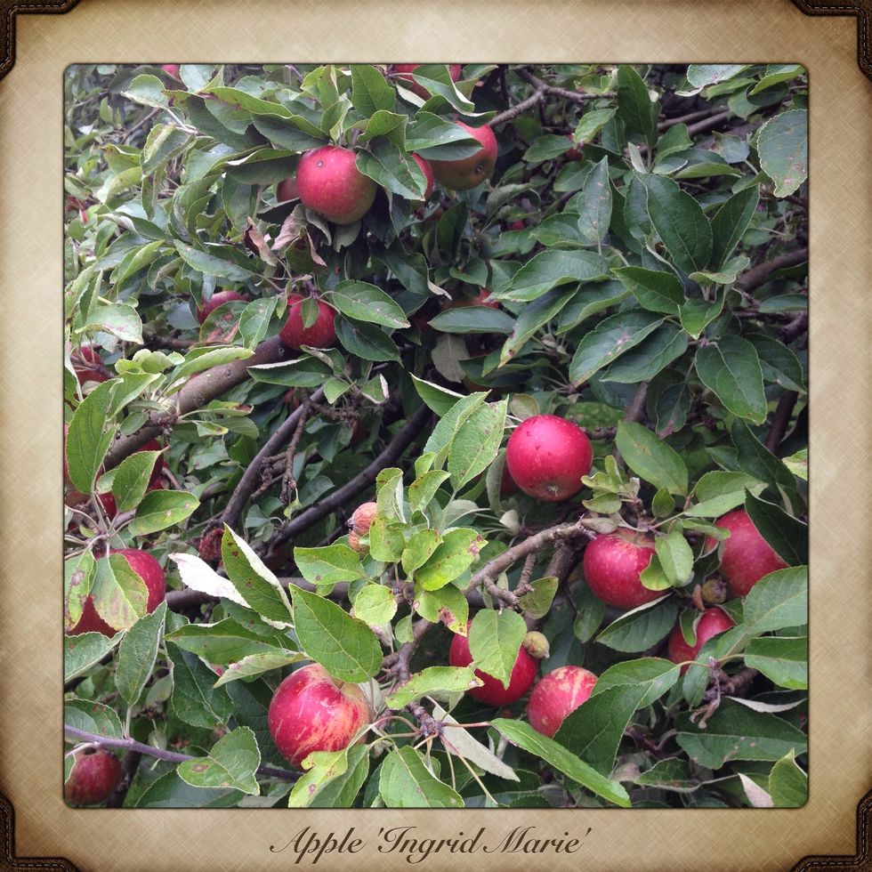 Pick half the weight of apples (here: 1,5 kg) Peel the apples, remove the core and slice them