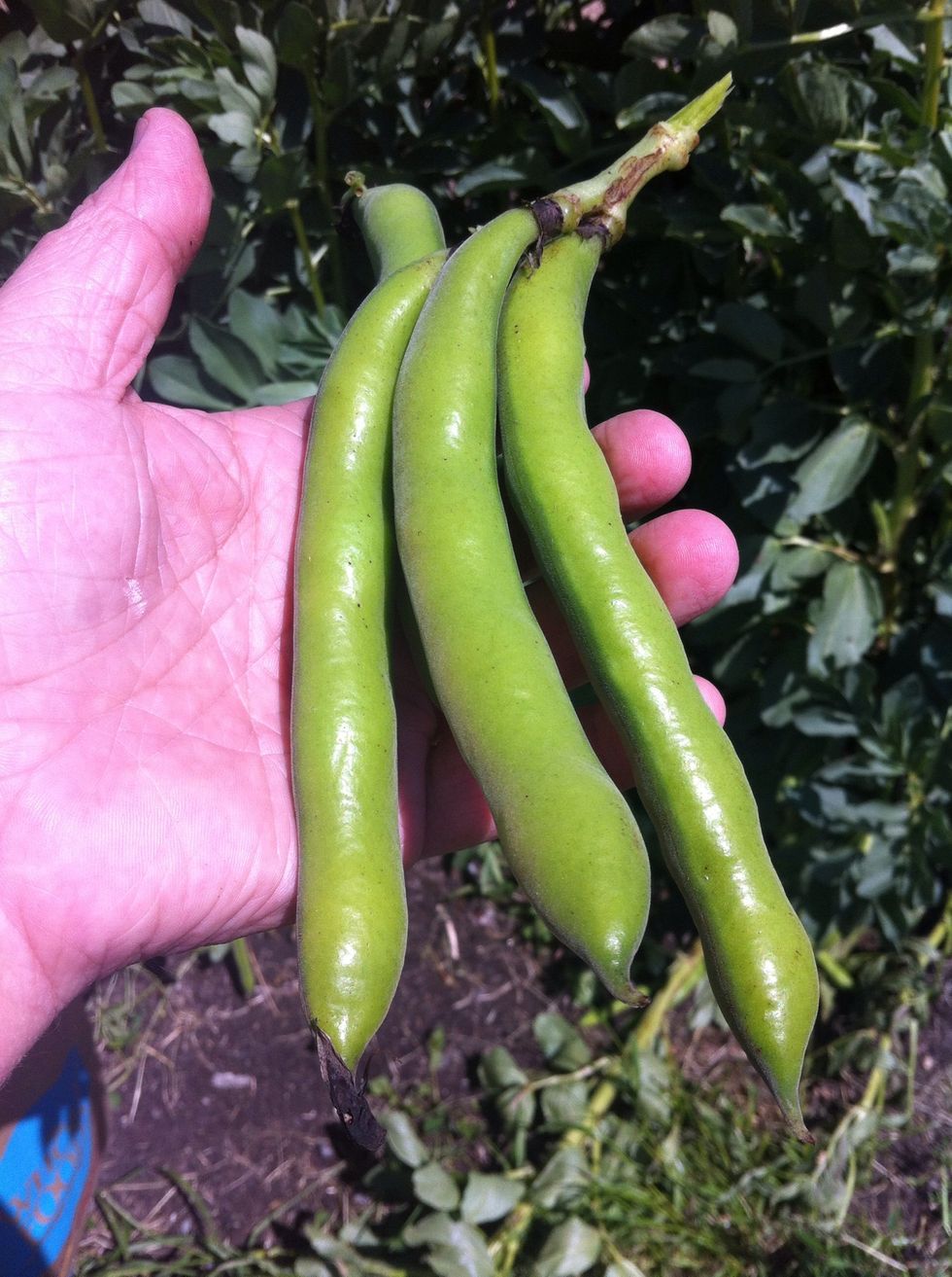 Pick larger pods near the base of the plant. The beans in smaller pods are hardly worth the effort of shelling.