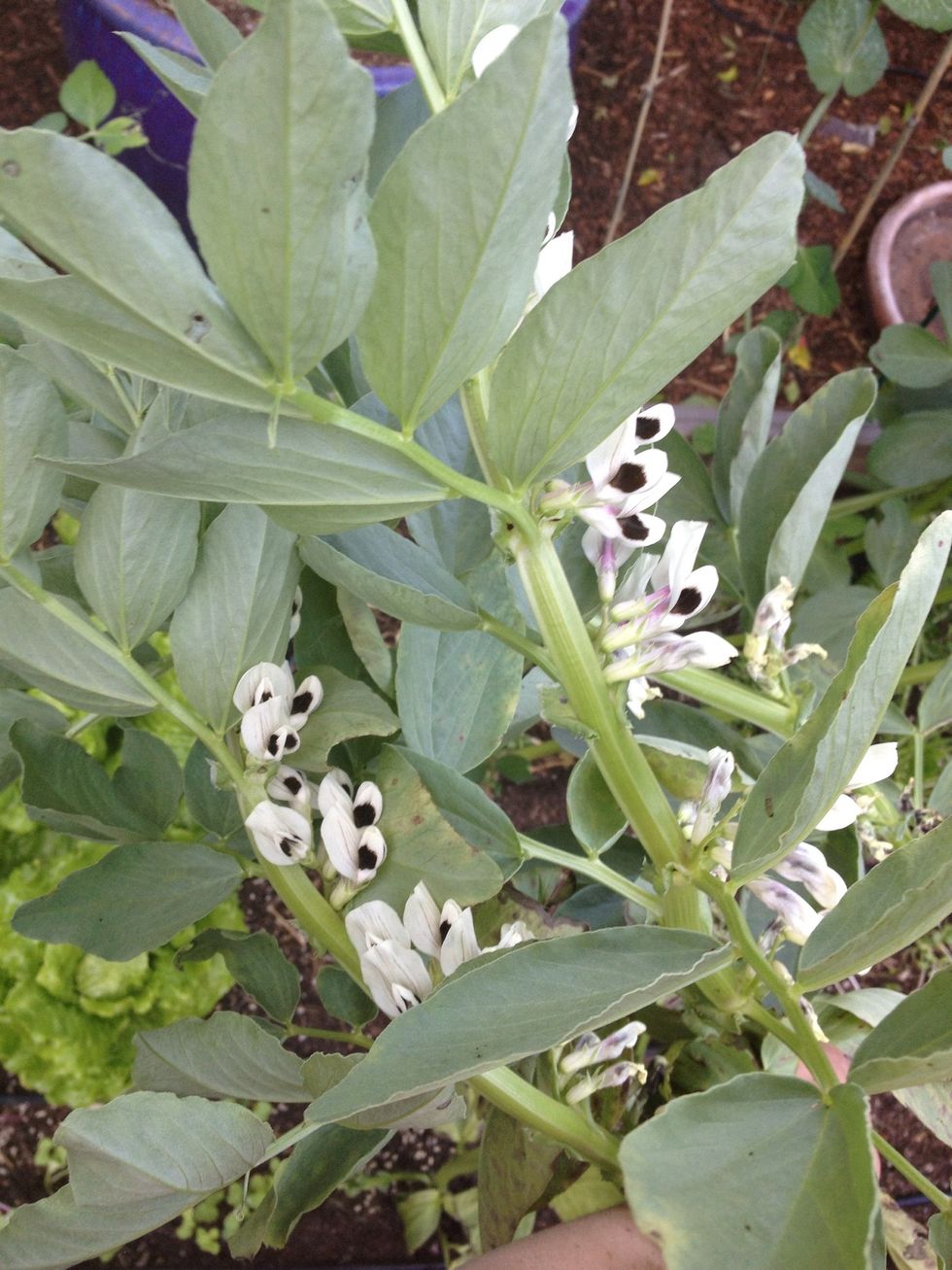 Pick leaves from the top of the fava plant. The tastiest leaves are the young, tender ones about 2.5 inches long (as the leaves mature they lose their sweetness).